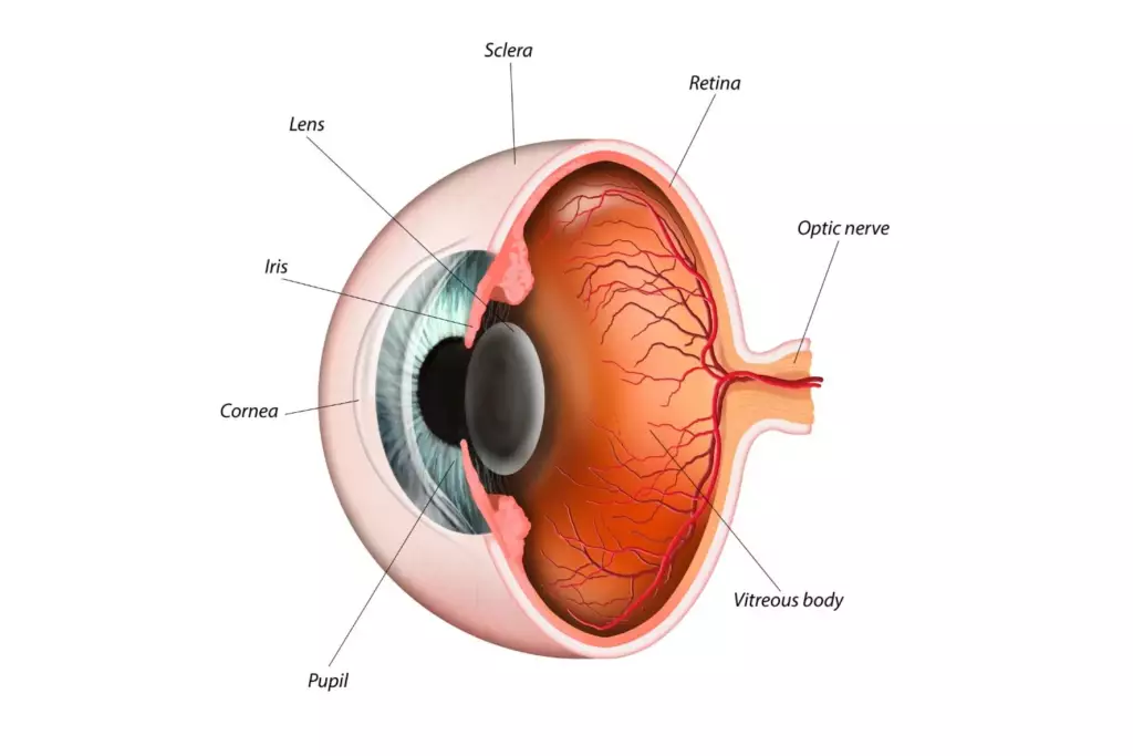 Navigating-Refractive-Errors-How-LASIK-Reshapes-Your-Vision-Clarity-Vision